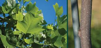 Attēlu rezultāti vaicājumam “Liriodendron tulipifera leaf”