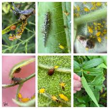 Attēlu rezultāti vaicājumam “Agelastica alni larva”