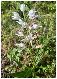 Attēlu rezultāti vaicājumam “Cephalanthera longifolia”