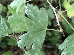 Attēlu rezultāti vaicājumam “Ribes uva-crispa leaf”