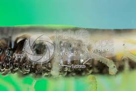 Attēlu rezultāti vaicājumam “Culex pipiens larva”