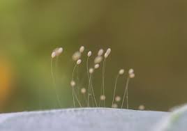 Attēlu rezultāti vaicājumam “Chrysopidae eggs”