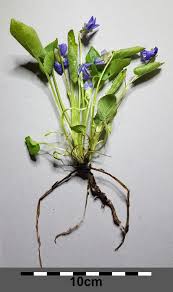 Attēlu rezultāti vaicājumam “Viola collina”