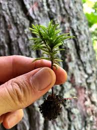 Attēlu rezultāti vaicājumam “Climacium dendroides sporophyte”