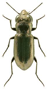 Attēlu rezultāti vaicājumam “Notiophilus palustris”