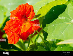 Attēlu rezultāti vaicājumam “Tropaeolum majus leaf”