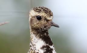 Attēlu rezultāti vaicājumam “Pluvialis apricaria”