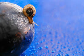 Attēlu rezultāti vaicājumam “Fruticola fruticum”