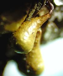 Attēlu rezultāti vaicājumam “Hemitrichia sordivesiculosa macro”