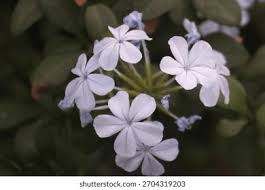 Attēlu rezultāti vaicājumam “Plumbaginaceae”