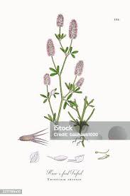 Attēlu rezultāti vaicājumam “Trifolium arvense fruit”