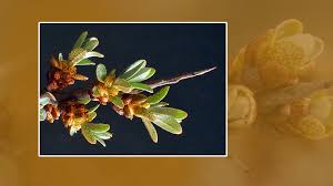 Attēlu rezultāti vaicājumam “Hippophae rhamnoides female flower”