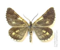 Attēlu rezultāti vaicājumam “Bupalus piniaria male”