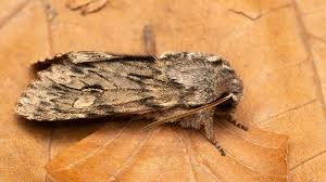 Attēlu rezultāti vaicājumam “Brachionycha nubeculosa”