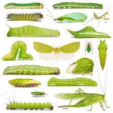 Attēlu rezultāti vaicājumam “Diacrisia sannio female”