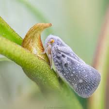 Attēlu rezultāti vaicājumam “Planaphrodes sp.”