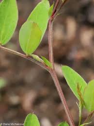 Attēlu rezultāti vaicājumam “Lathyrus niger leaf”