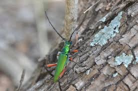 Attēlu rezultāti vaicājumam “Lycogala botrydium sessile”