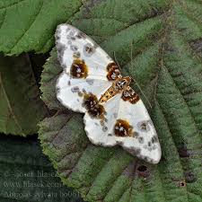 Attēlu rezultāti vaicājumam “Abraxas sylvata”