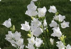 Image result for Campanula persicifolia