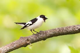 Image result for Ficedula albicollis