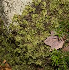 Attēlu rezultāti vaicājumam “Hylocomium splendens”