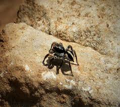 Attēlu rezultāti vaicājumam “Aelurillus v-insignitus”