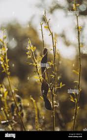 Attēlu rezultāti vaicājumam “Cytisus scoparius fruit”