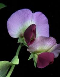 Attēlu rezultāti vaicājumam “Pisum sativum flower”