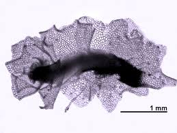 Attēlu rezultāti vaicājumam “Lophozia excisa”