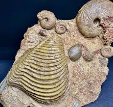 Attēlu rezultāti vaicājumam “Plagiothecium latebricola macro”