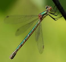 Attēlu rezultāti vaicājumam “Lestes dryas female”