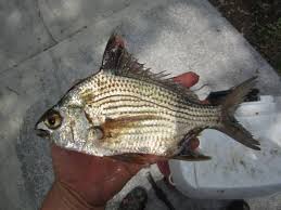 Image result for Eugerres plumieri