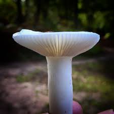 Attēlu rezultāti vaicājumam “Russulales”