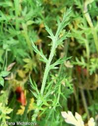 Attēlu rezultāti vaicājumam “Papaver argemone leaf”