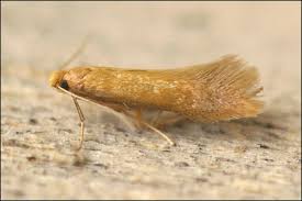 Attēlu rezultāti vaicājumam “Tischeria ekebladella”