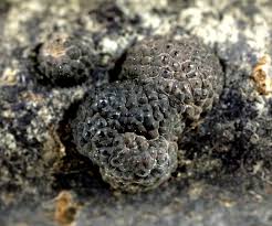 Attēlu rezultāti vaicājumam “Hypoxylon multiforme”