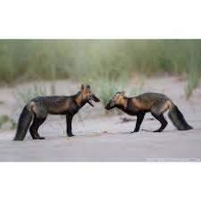 Attēlu rezultāti vaicājumam “Vulpes vulpes  juvenile”