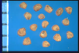 Attēlu rezultāti vaicājumam “Cerastium holosteoides fruit”