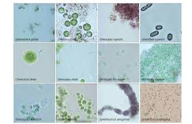 Attēlu rezultāti vaicājumam “Gloeocapsa rupestris”