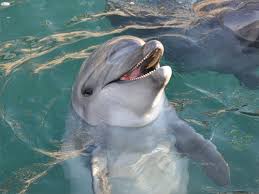 Image result for Tursiops truncatus