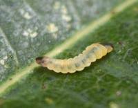 Attēlu rezultāti vaicājumam “Tischeria complanella larva”