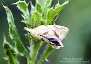 Attēlu rezultāti vaicājumam “Agapeta hamana”