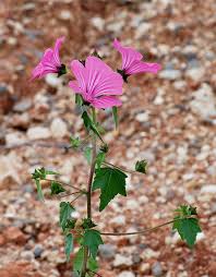 Image result for Lavatera trimestris