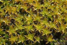 Attēlu rezultāti vaicājumam “Syntrichia”