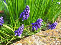 Attēlu rezultāti vaicājumam “Muscari neglectum”