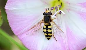 Attēlu rezultāti vaicājumam “Eupeodes corollae”