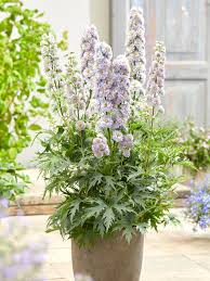 Image result for Delphinium