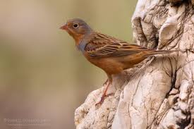 Image result for Emberiza caesia