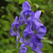 Image result for Eisenhut